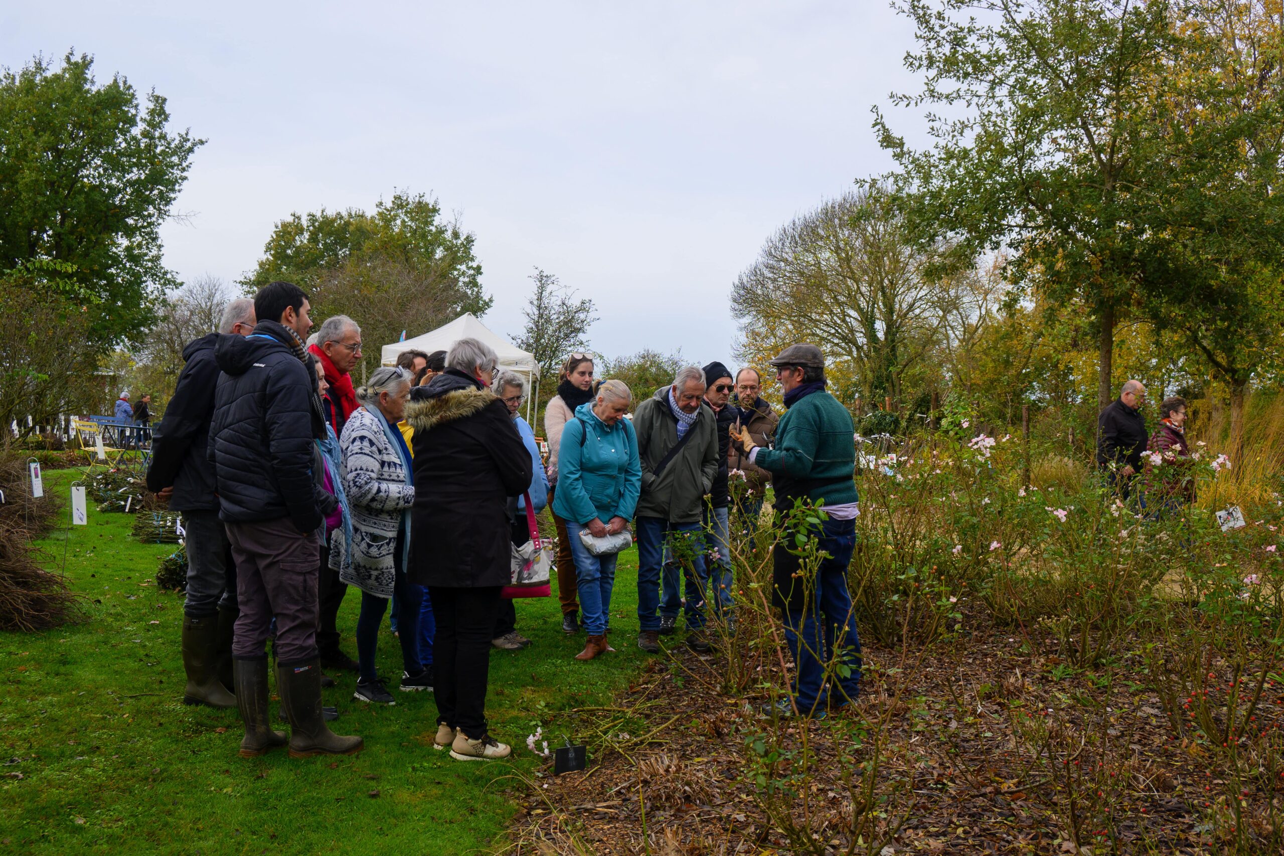 Cours de taille des rosiers